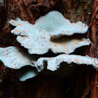 Blue fungus