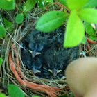 OH MY GOSH THESE BABY BIRDS R ADORABLE!!!!!!!