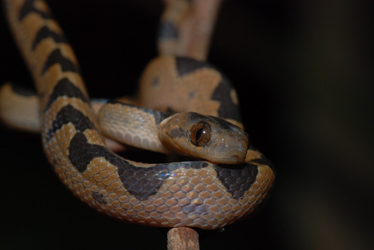 Common Cat-eyed Snake
