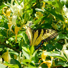 Eastern Tiger Swallowtail