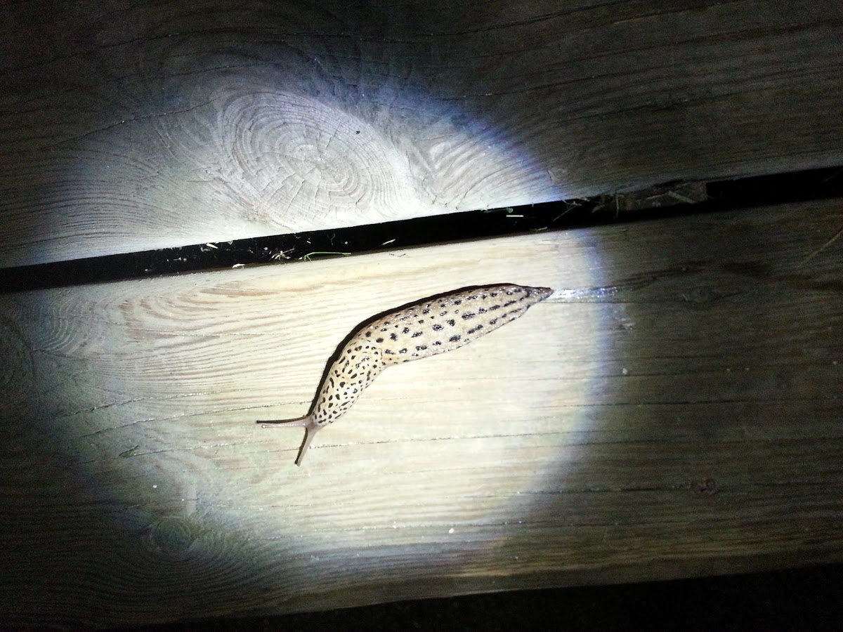 Spotted leopard slug