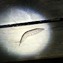 Spotted leopard slug