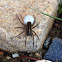 Fishing Spider sp.