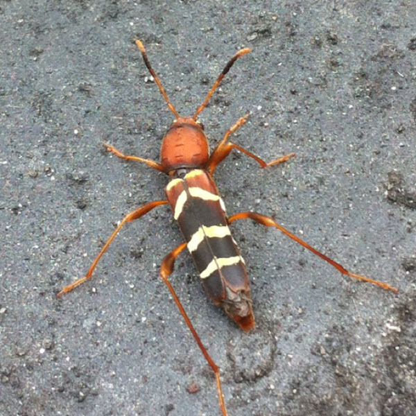 Red-Headed Ash Borer | Project Noah