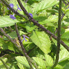 Blue Snakeweed