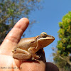 Indian Tree frog
