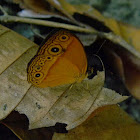 bush brown butterfly