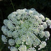 Queen Anne's lace or Wild Carrot