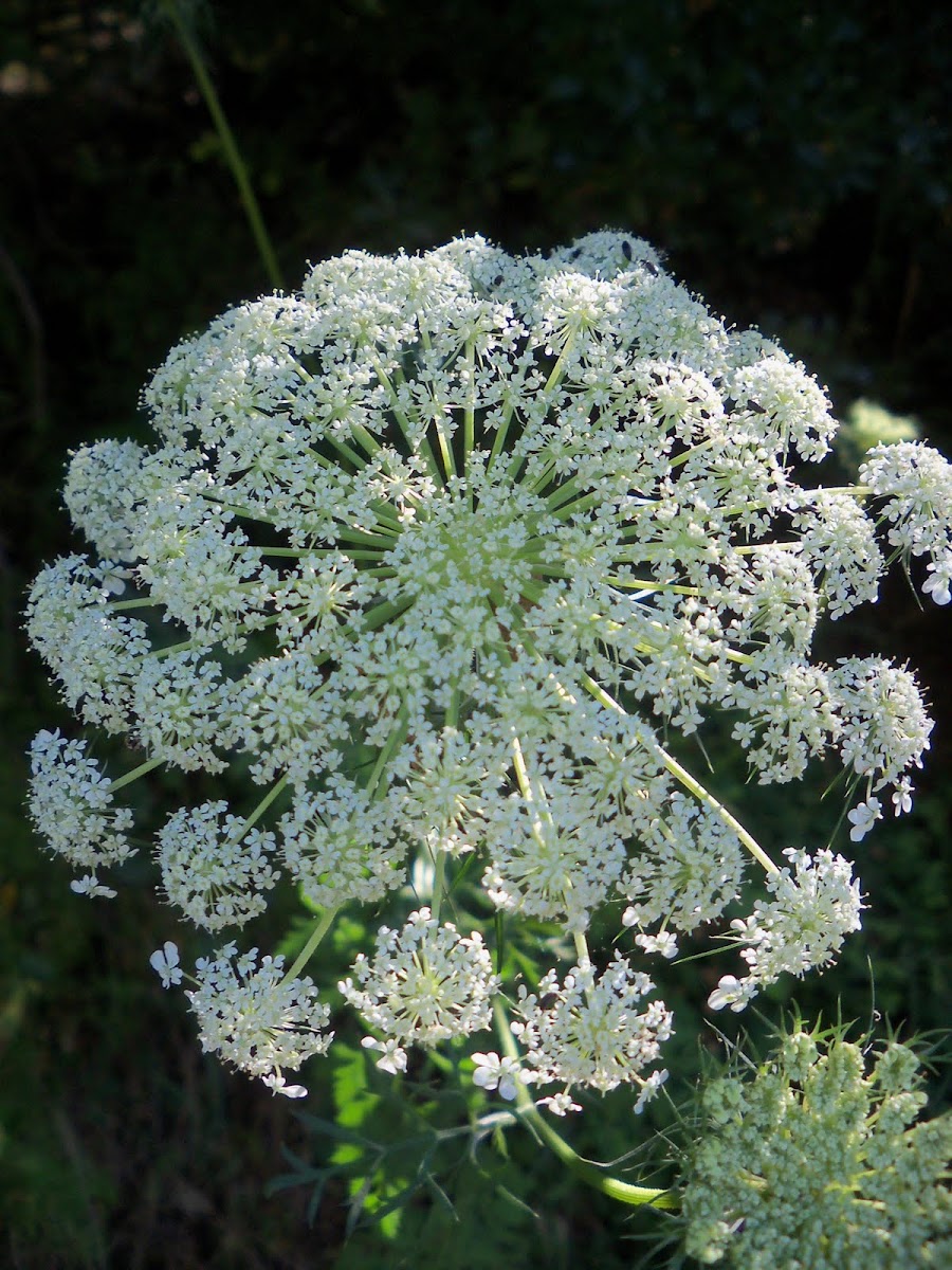 Queen Anne's lace or Wild Carrot