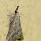 Grey Snout Moth