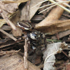 Blueberry Jumping Spider