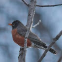 North American Robin