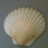 Scallop shell