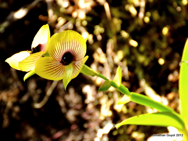 Telipogon Orchid
