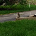 Eastern Gray Squirrel