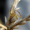 Runcinia Crab Spider