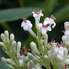 Oleander(Oloendro)