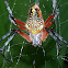 Orb-web Spider