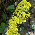 Yellow slime mold