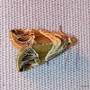 Noctuidae, Eustrotiinae
