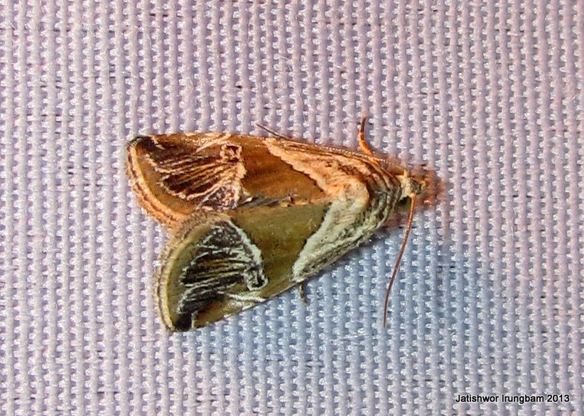 Noctuidae, Eustrotiinae