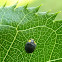 Yellow shouldered ladybird beetle