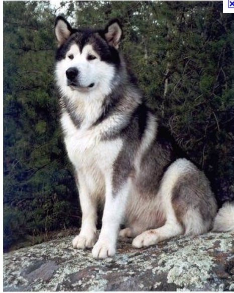 Husky