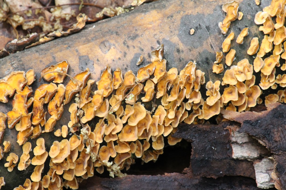 bracket fungus