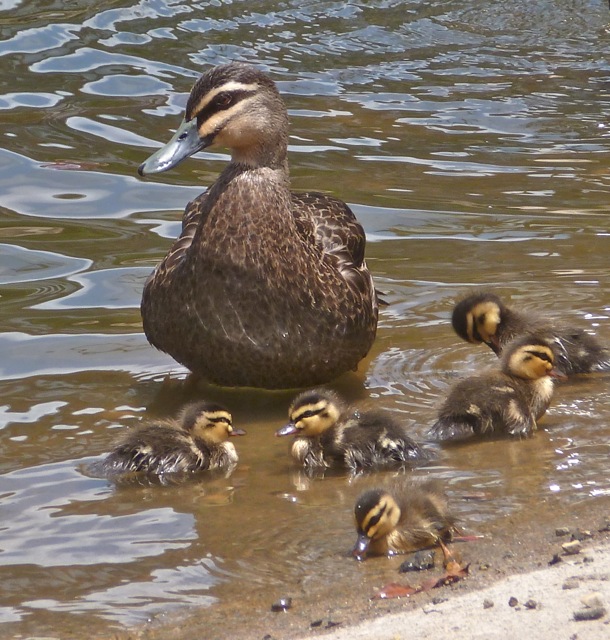 Pacific Black Duck Project Noah