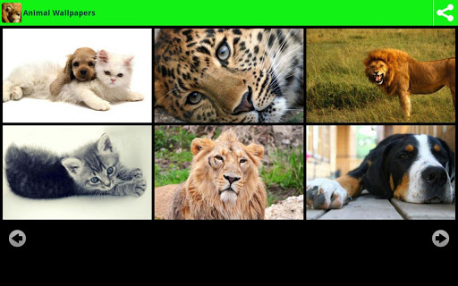 Animal Wallpapers