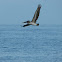 Brown Pelicans diving for fish