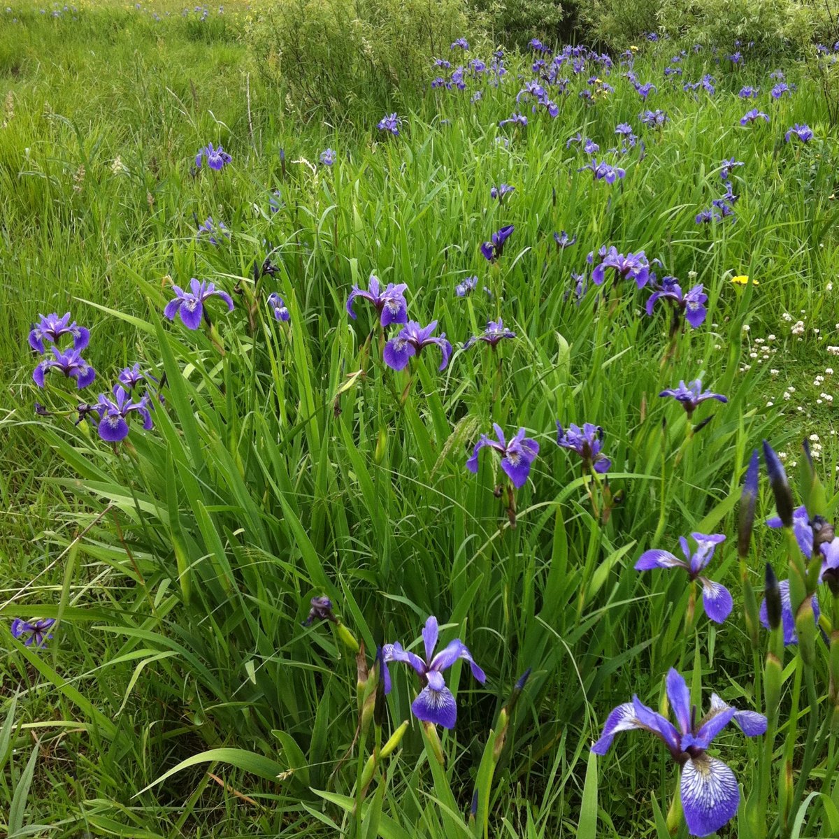 Wild Blue Flag Iris