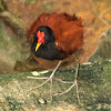 Wattled Jacana