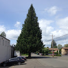 Western redcedar