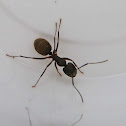 Black carpenter ant (worker)