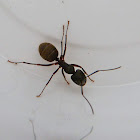 Black carpenter ant (worker)