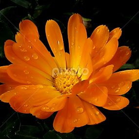 one rainy day by Mirela Korolija - Flowers Single Flower