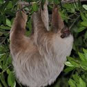 Hoffman's two-toed Sloth