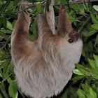 Hoffman's two-toed Sloth