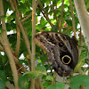 Forest Giant Owl Butterfly