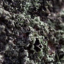 Shrubby lichens