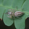 Jumping Spider female, with prey