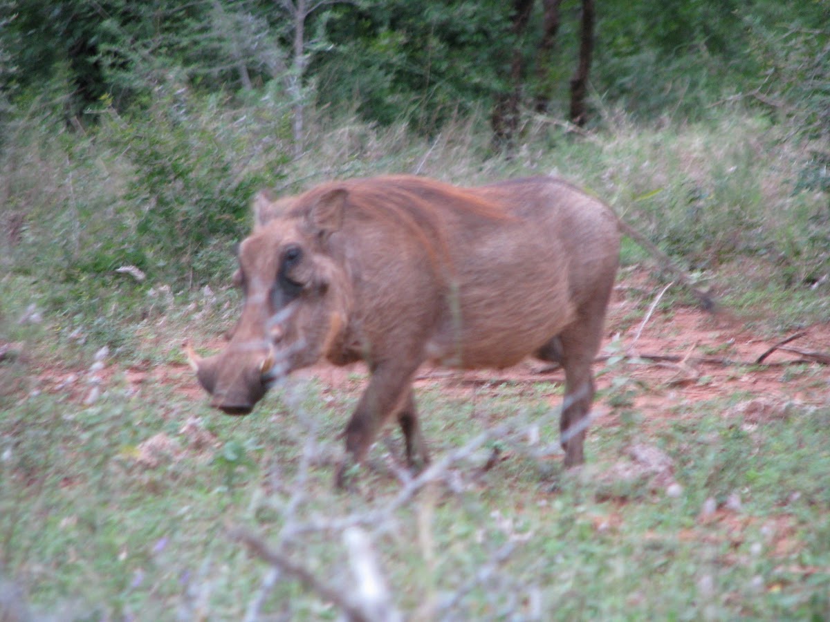 Southern warthog