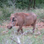 Southern warthog