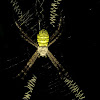 Oval St Andrew's Cross Spider