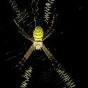 Oval St Andrew's Cross Spider
