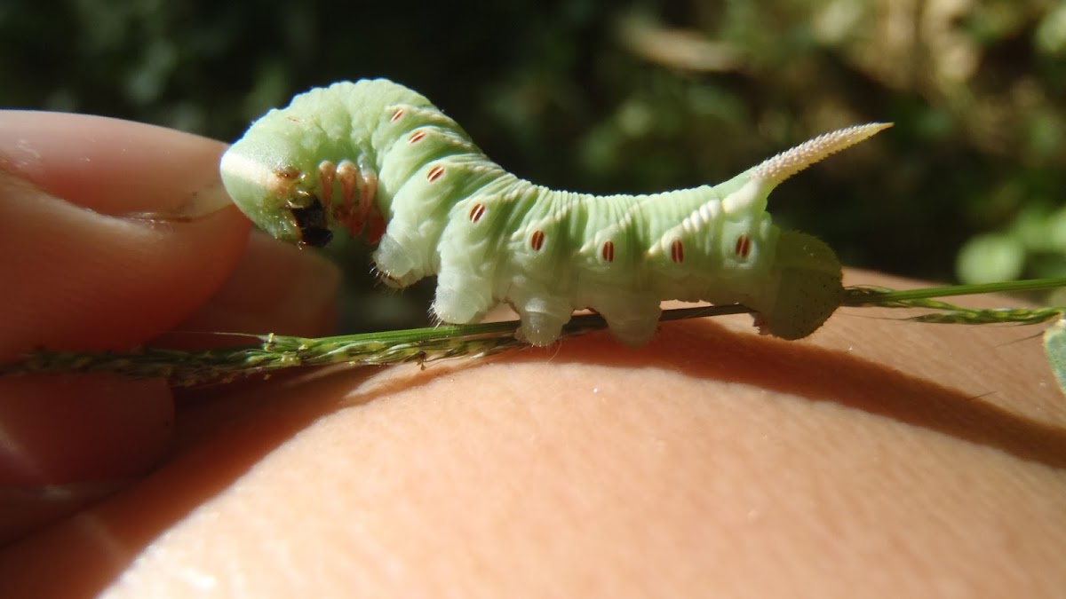 Waved Sphinx Caterpillar