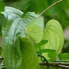 Lemon Emigrant