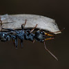 Jack Jumper ant