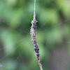 Trashline Orbweaver spider (female)